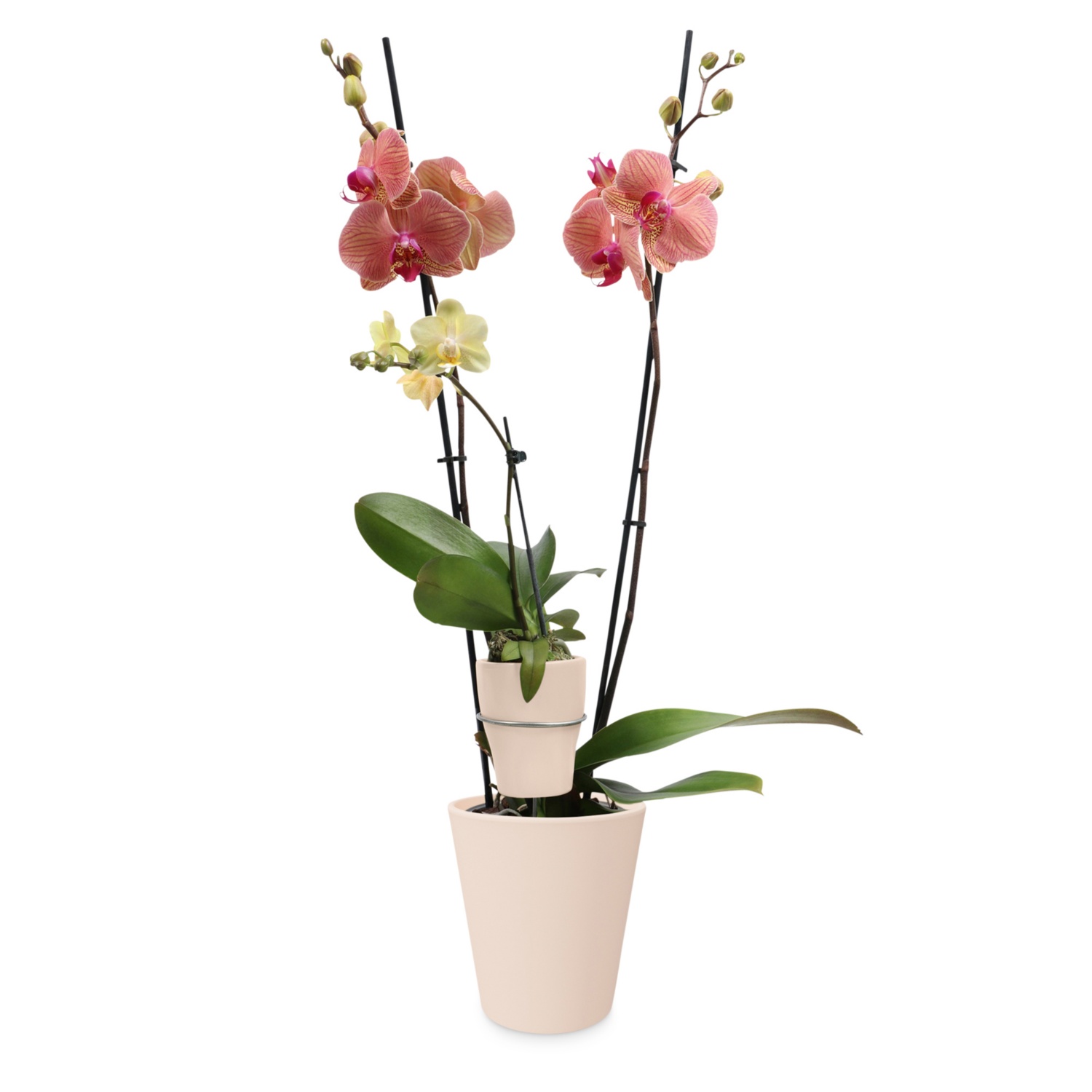 Duo-Orchidee