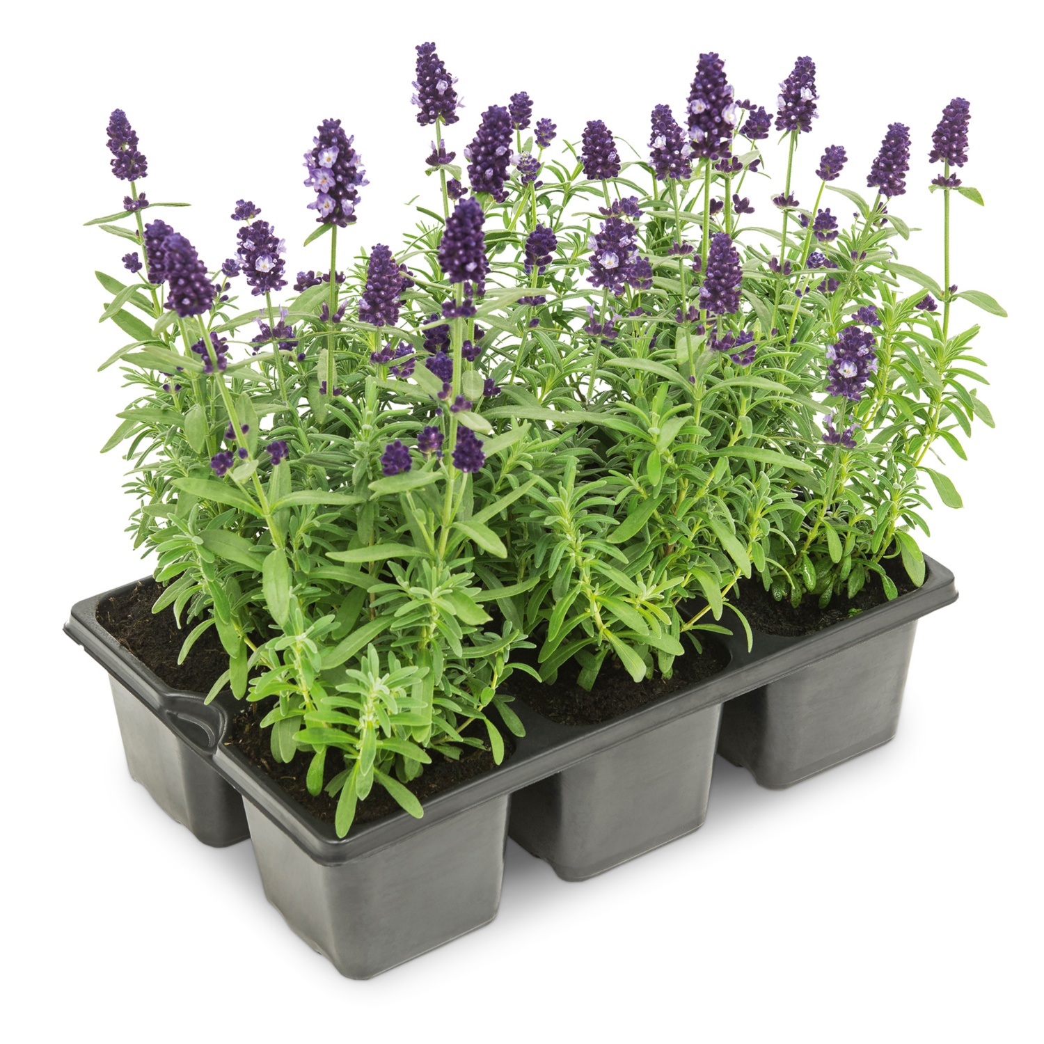 Lavendel