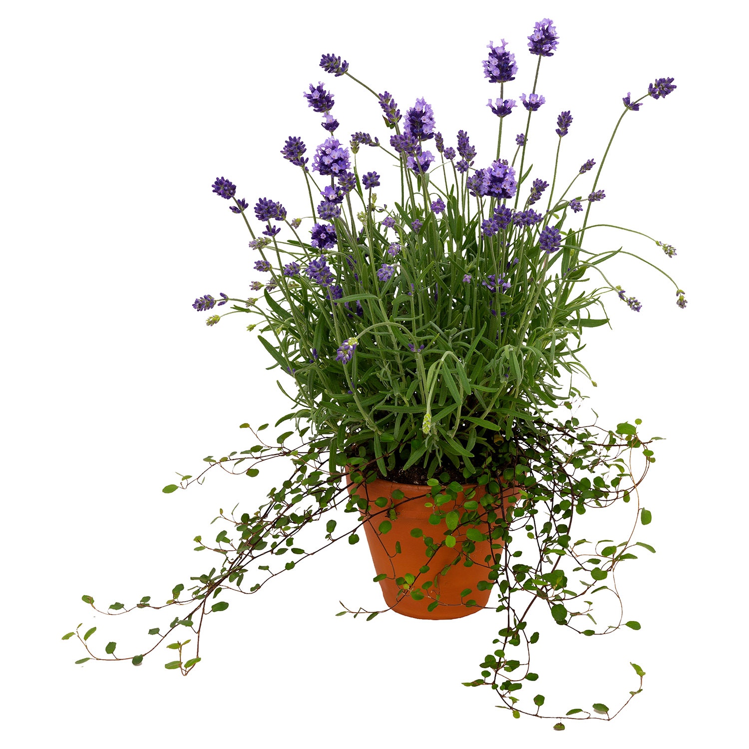 GARDENLINE Lavendel mit Mühlenbeckia