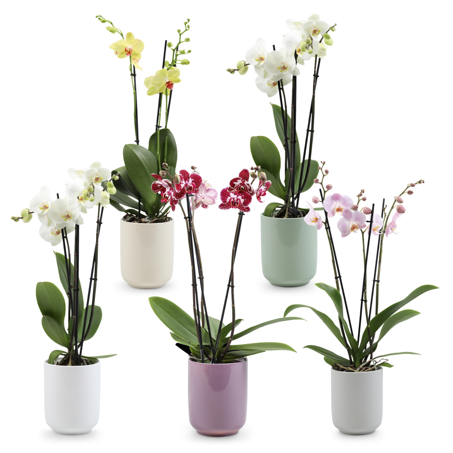 Orchidee 3-Trieber