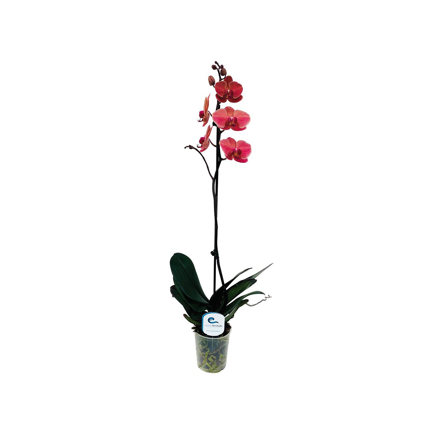 Orchidea 1 stelo