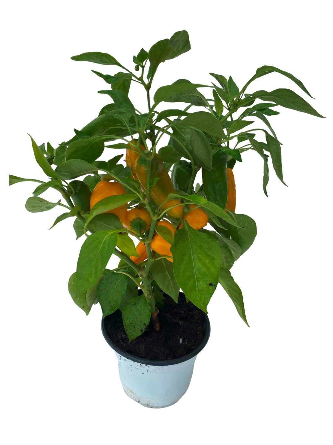 GARDENLINE Paprika- oder Chili-Baum