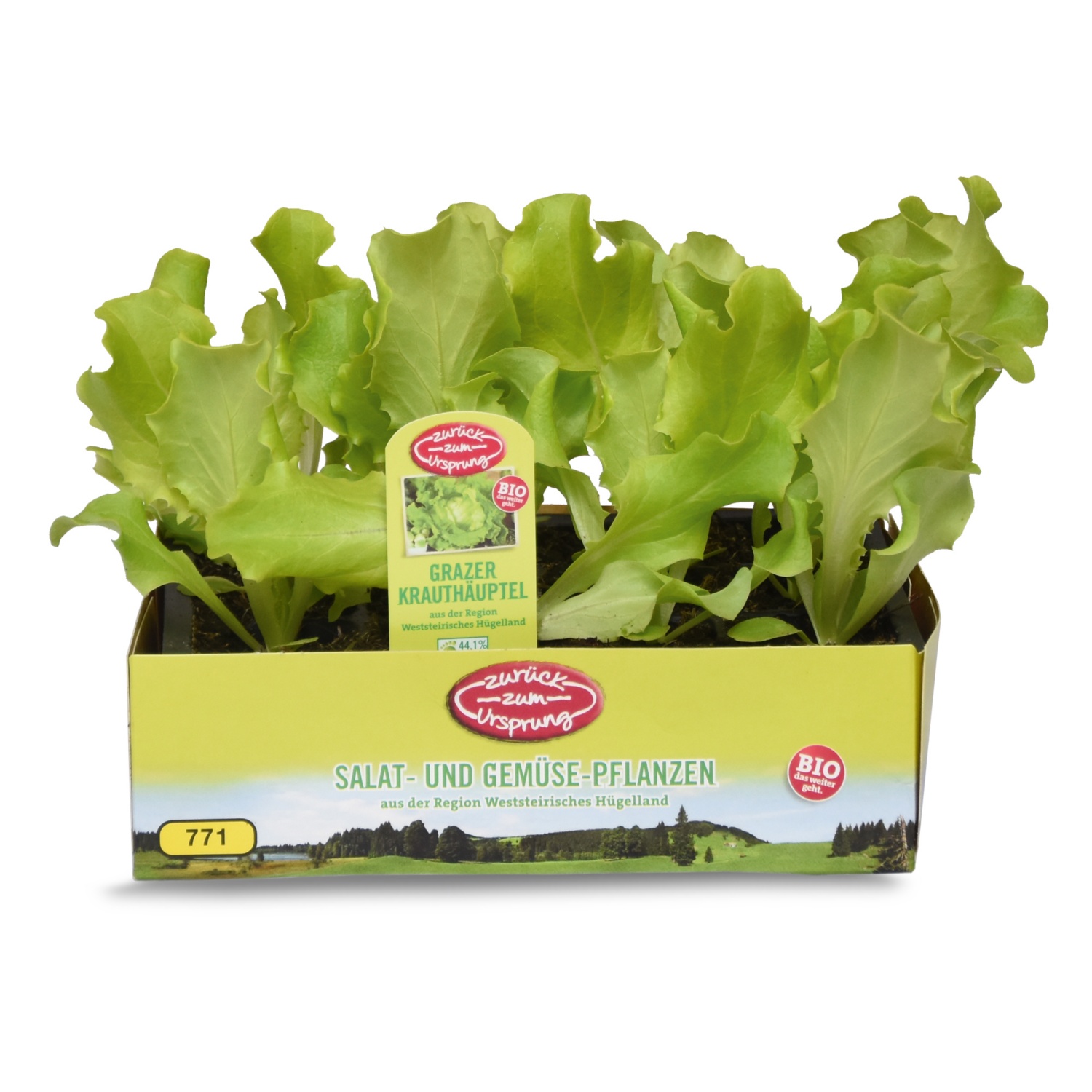 ZURÜCK ZUM URSPRUNG BIO-Salatpflanzen