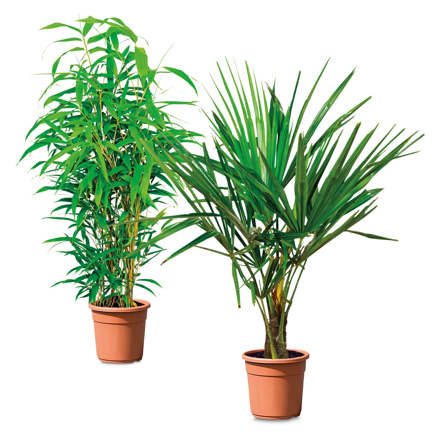 Palme/Bambus