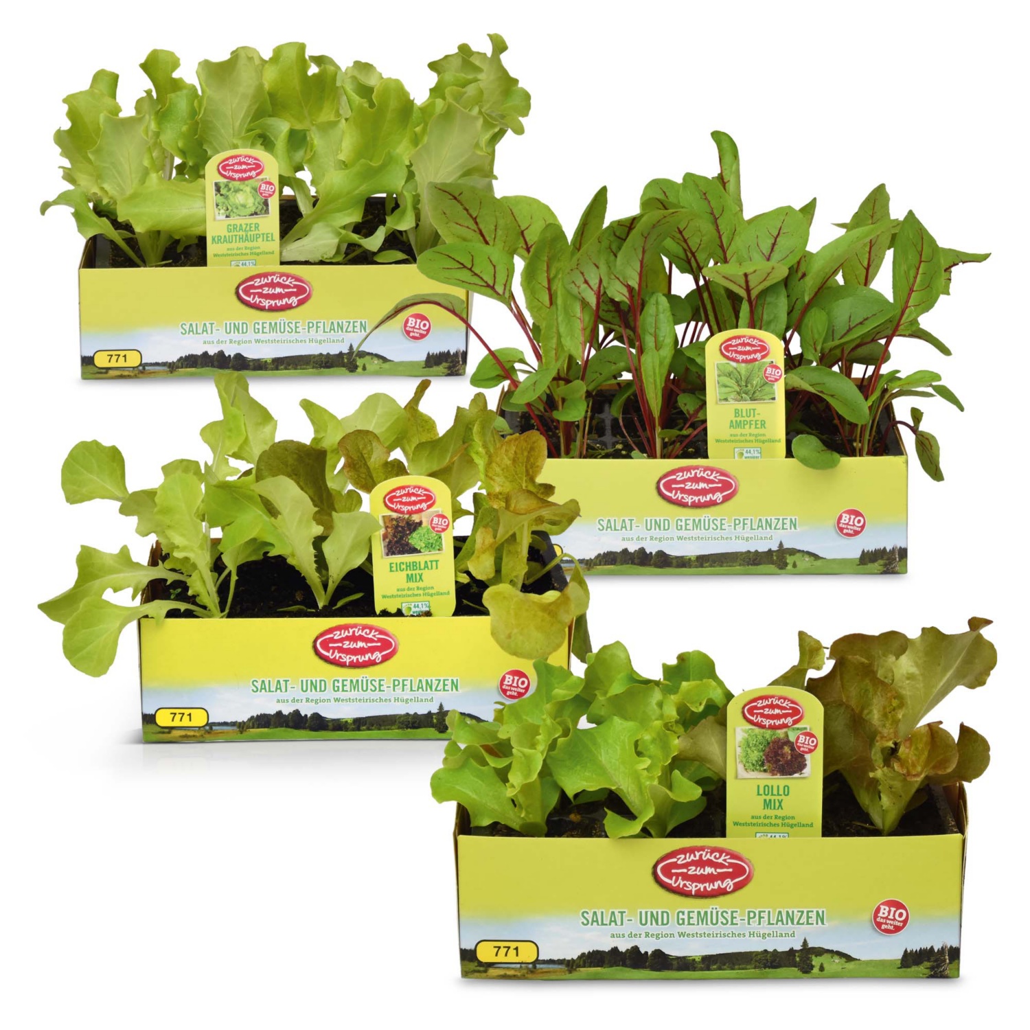 ZURÜCK ZUM URSPRUNG BIO-Salatpflanzen