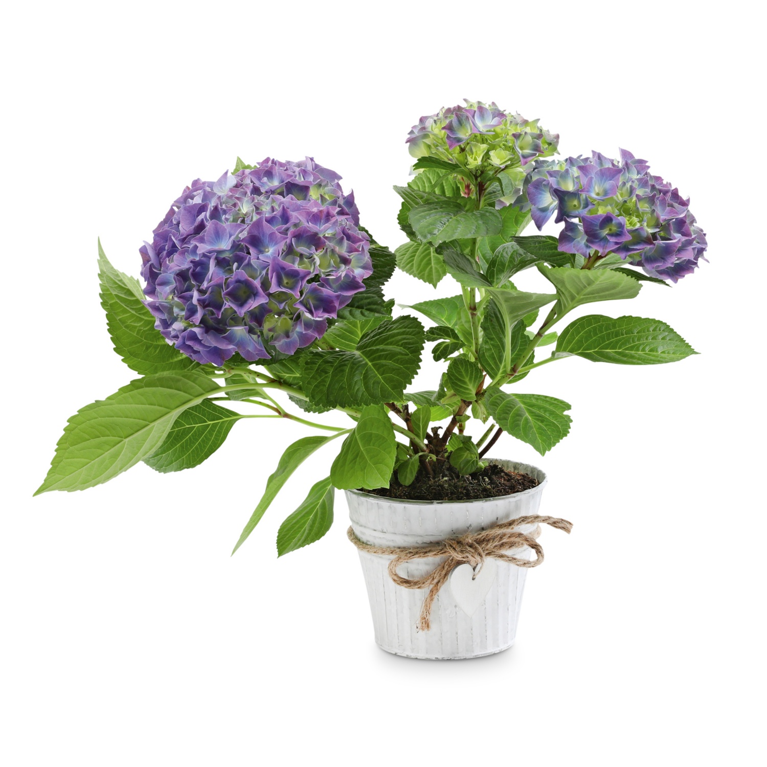 Hortensie im Übertopf, Blau HOFER
