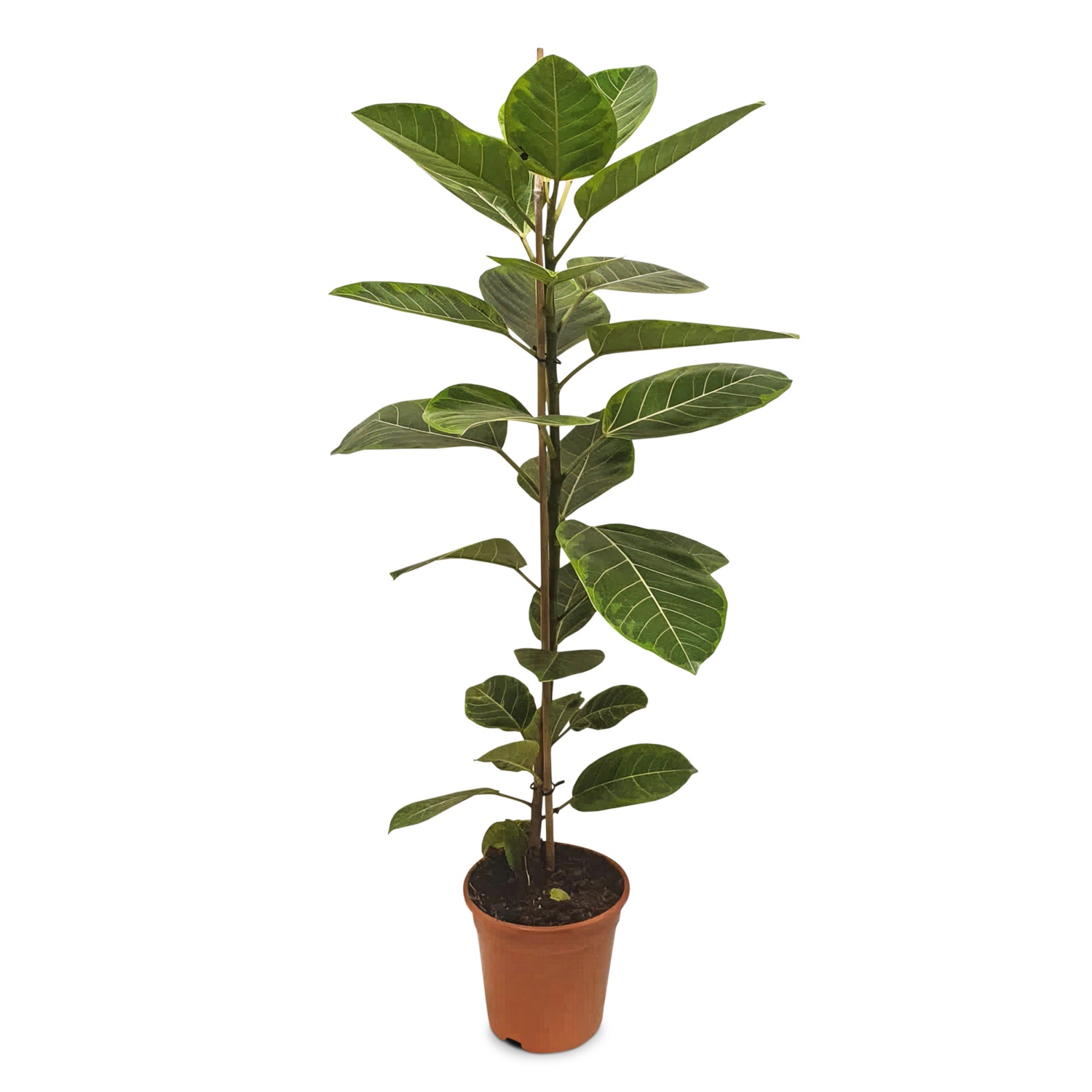 GARDENLINE Solitärpflanze, Ficus Neon HOFER
