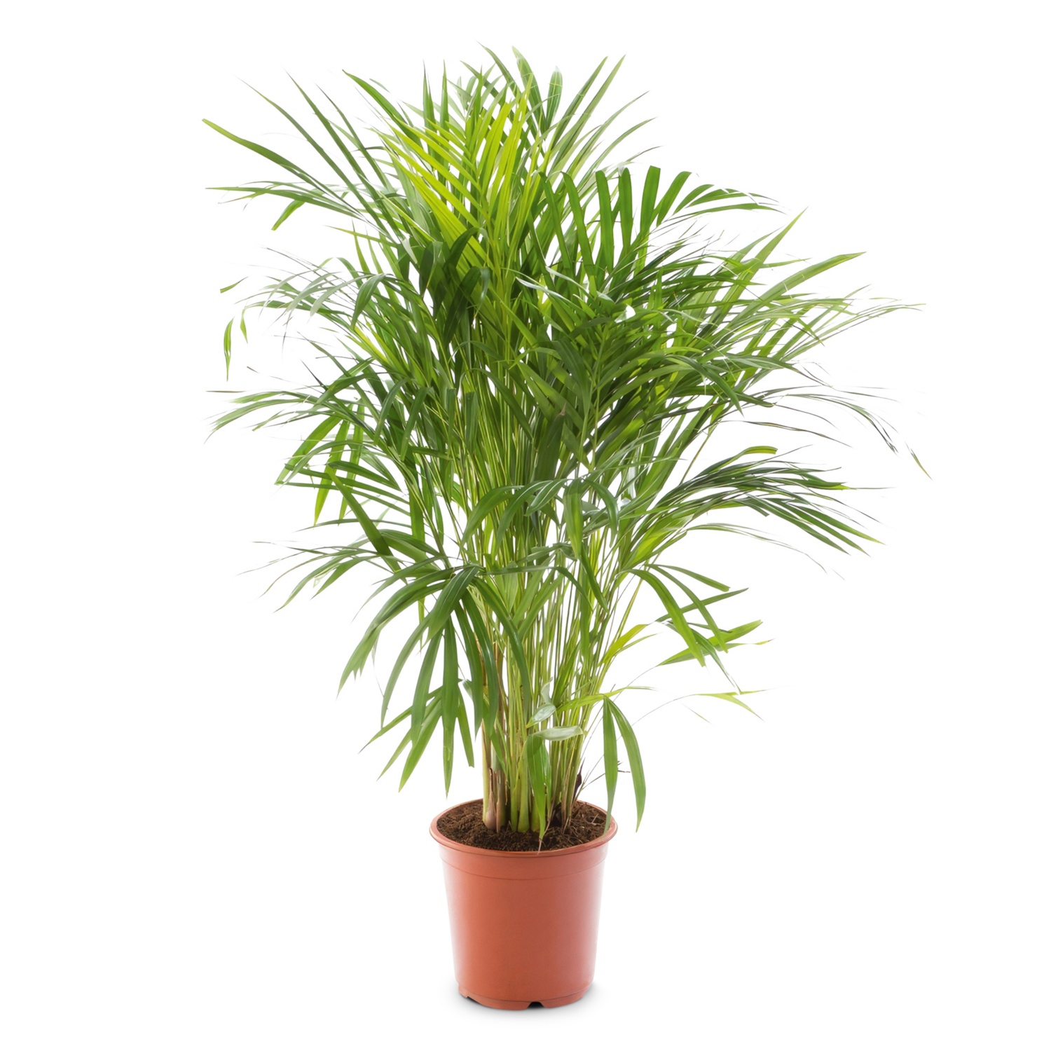 GARDENLINE Solitärpflanze, Dypsis/Areca HOFER