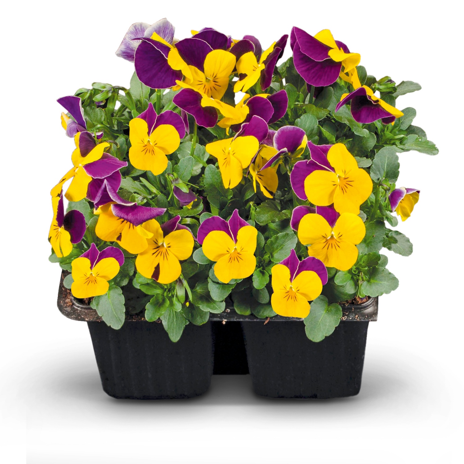 Balkon/Terrassenpflanzen, Hornveilchen ALDI SUISSE