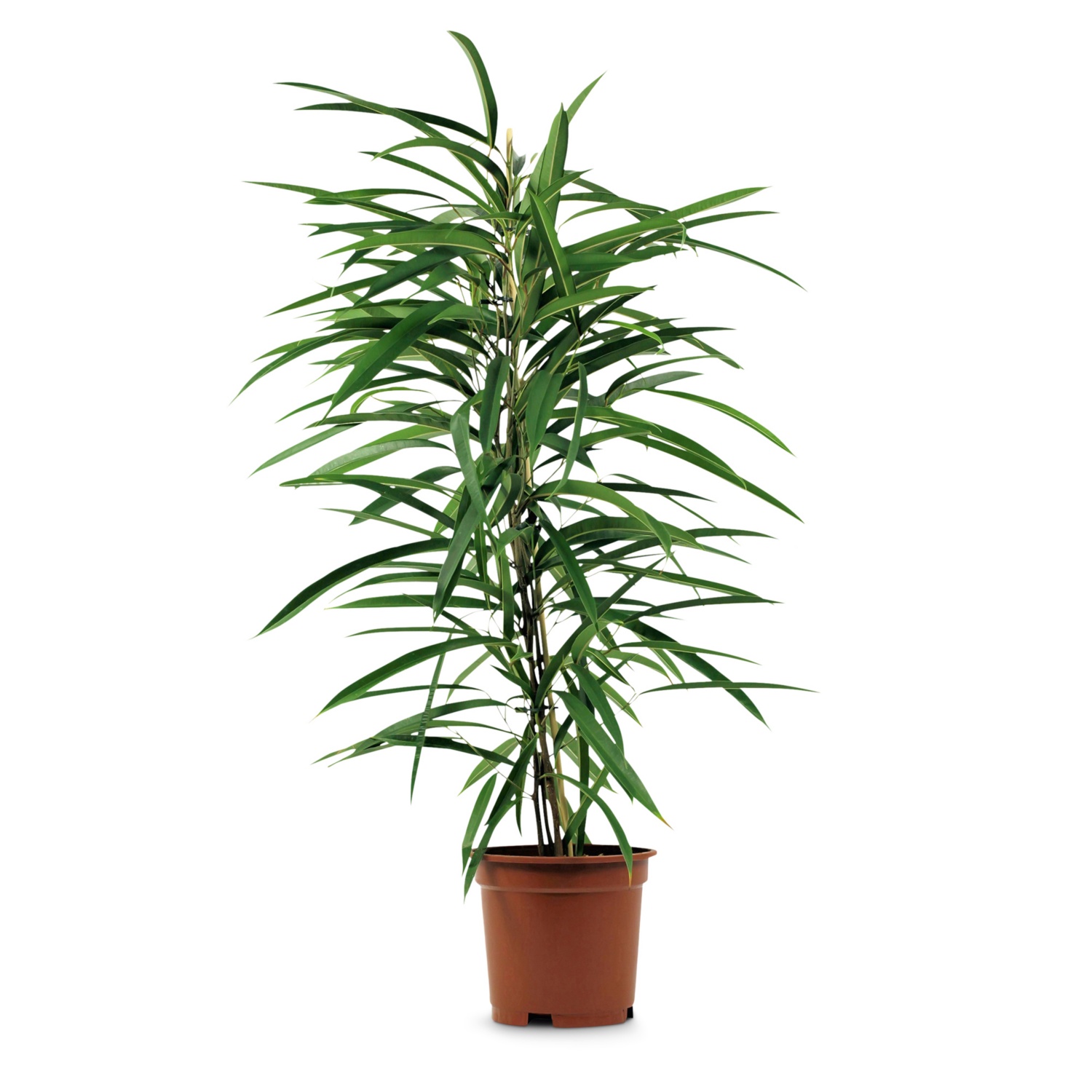 GARDENLINE Solitärpflanze, Ficus Alii HOFER