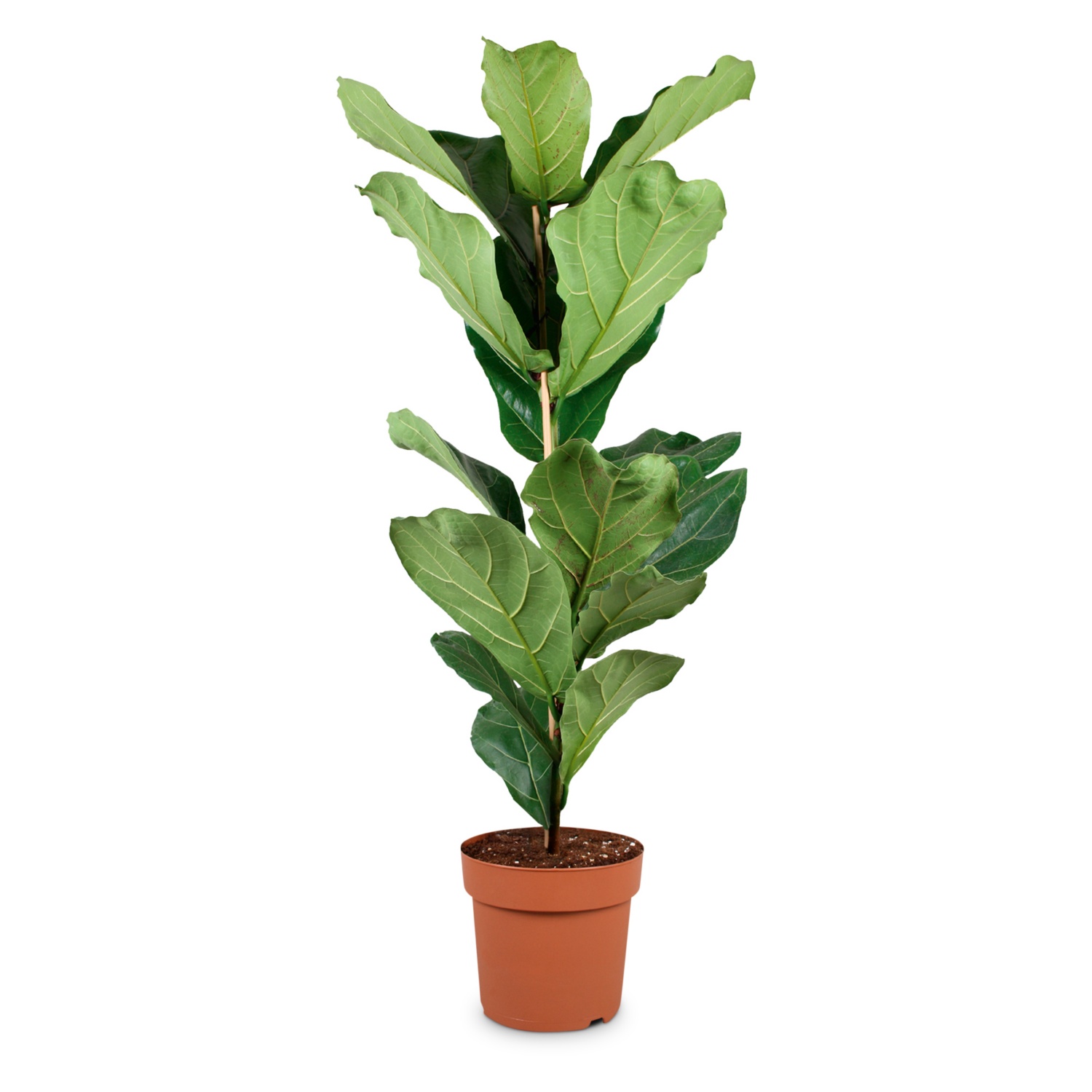 GARDENLINE Solitärpflanze, Ficus Lyrata HOFER