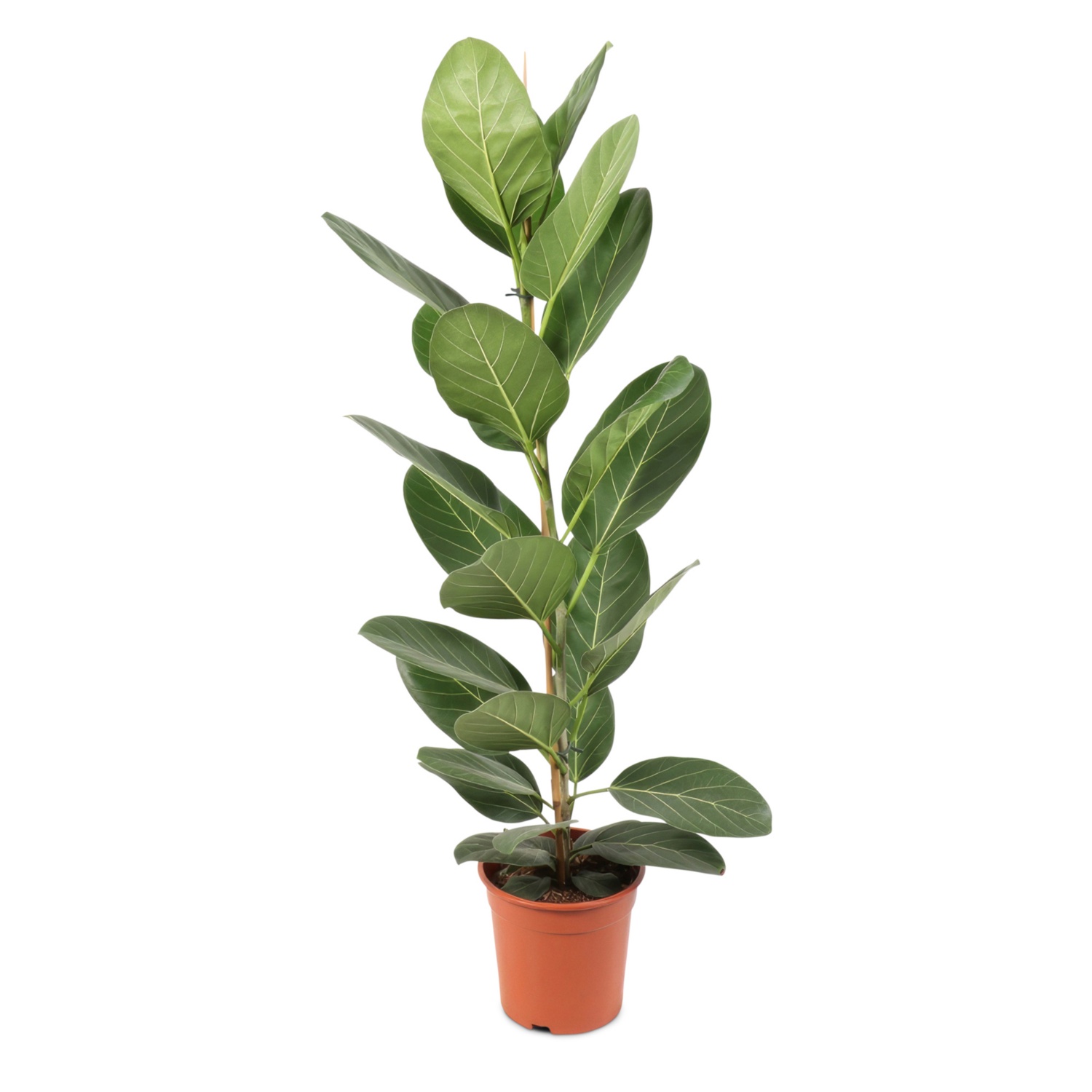 GARDENLINE Solitärpflanze, Ficus Audrey HOFER