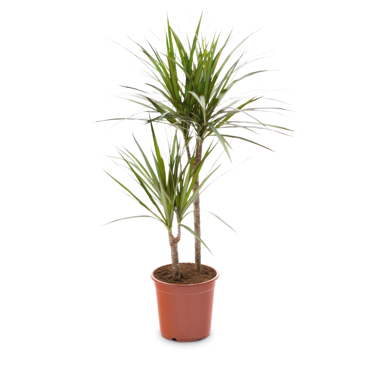 GARDENLINE Solitärpflanze, Dracaena HOFER