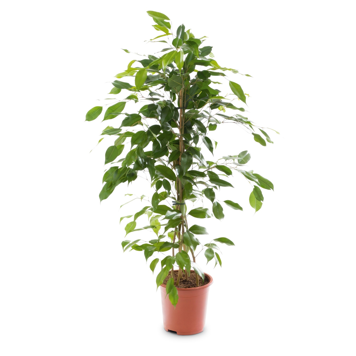 GARDENLINE Solitärpflanze, Ficus Exotica HOFER
