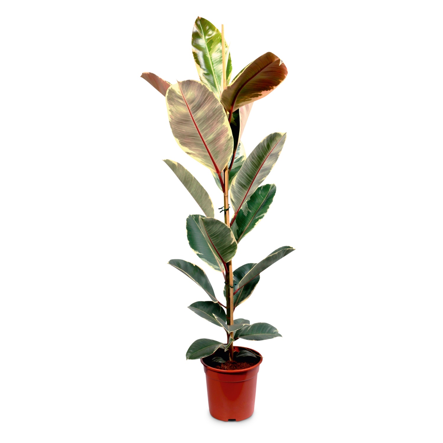 GARDENLINE Solitärpflanze, Ficus Tineke HOFER
