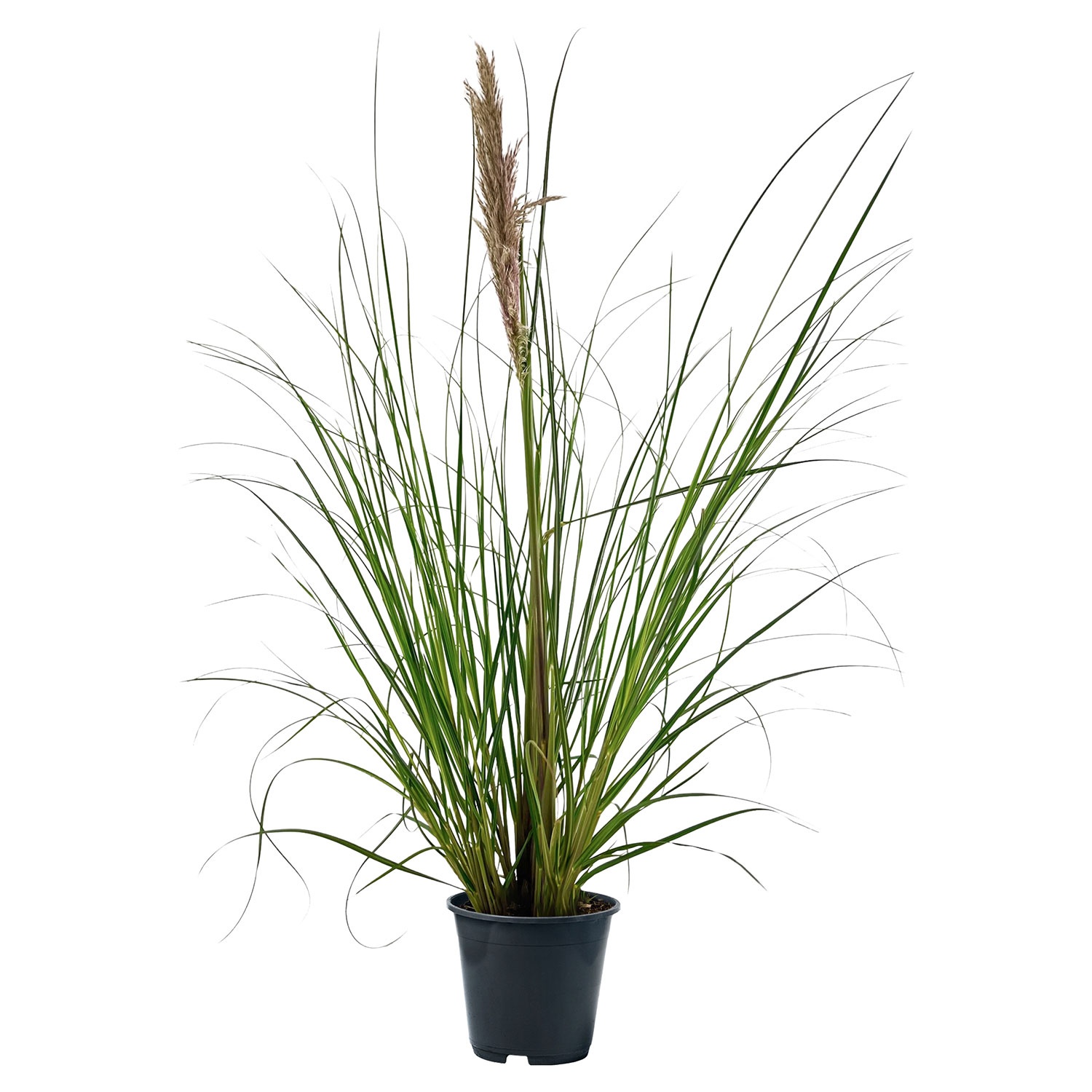 GARDENLINE XXLPampasgras ALDI SÜD