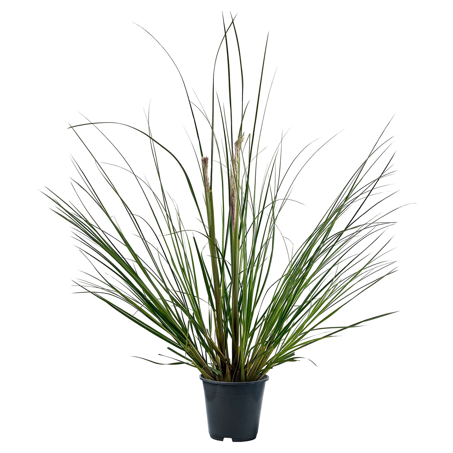 GARDENLINE XXLPampasgras ALDI SÜD