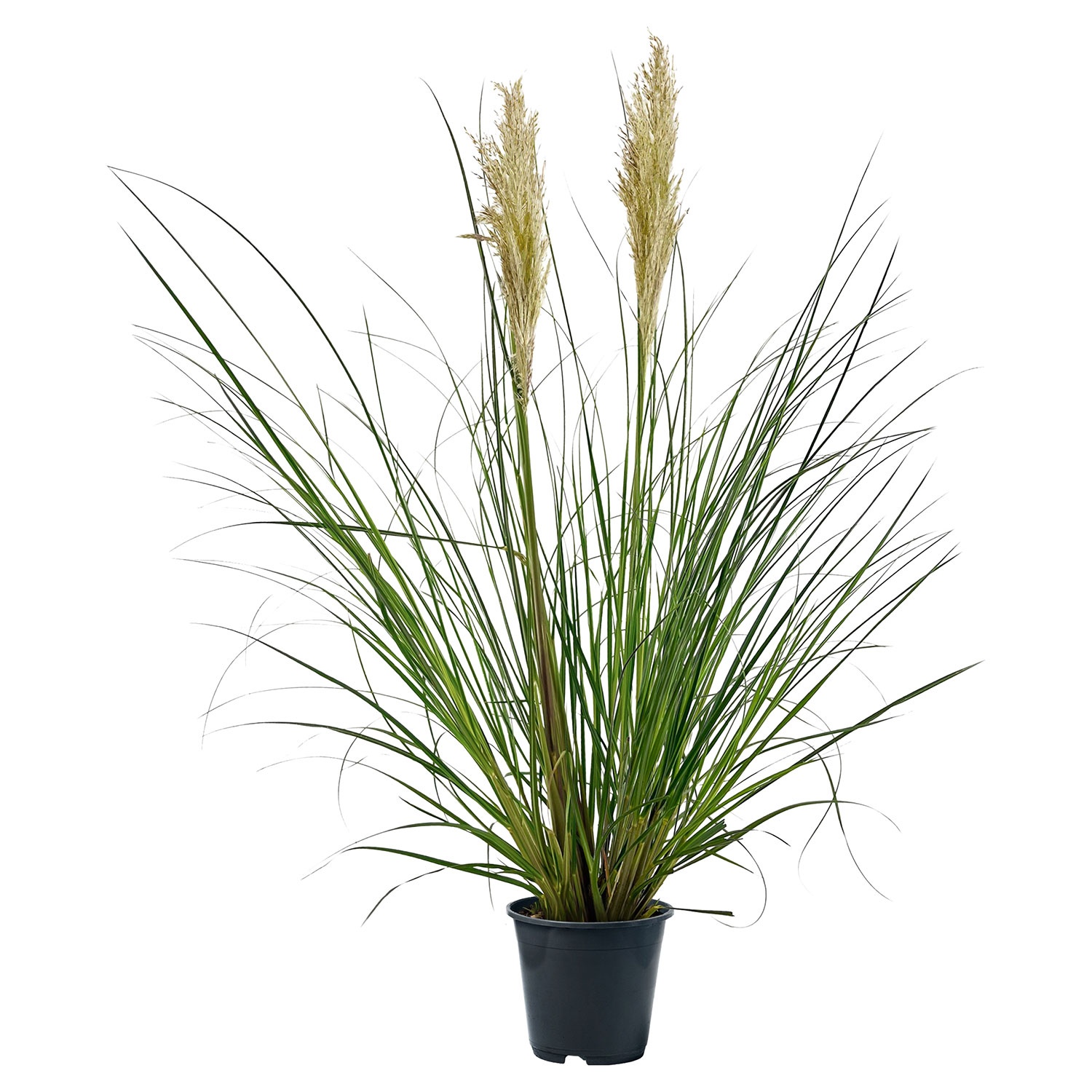 GARDENLINE XXLPampasgras ALDI SÜD