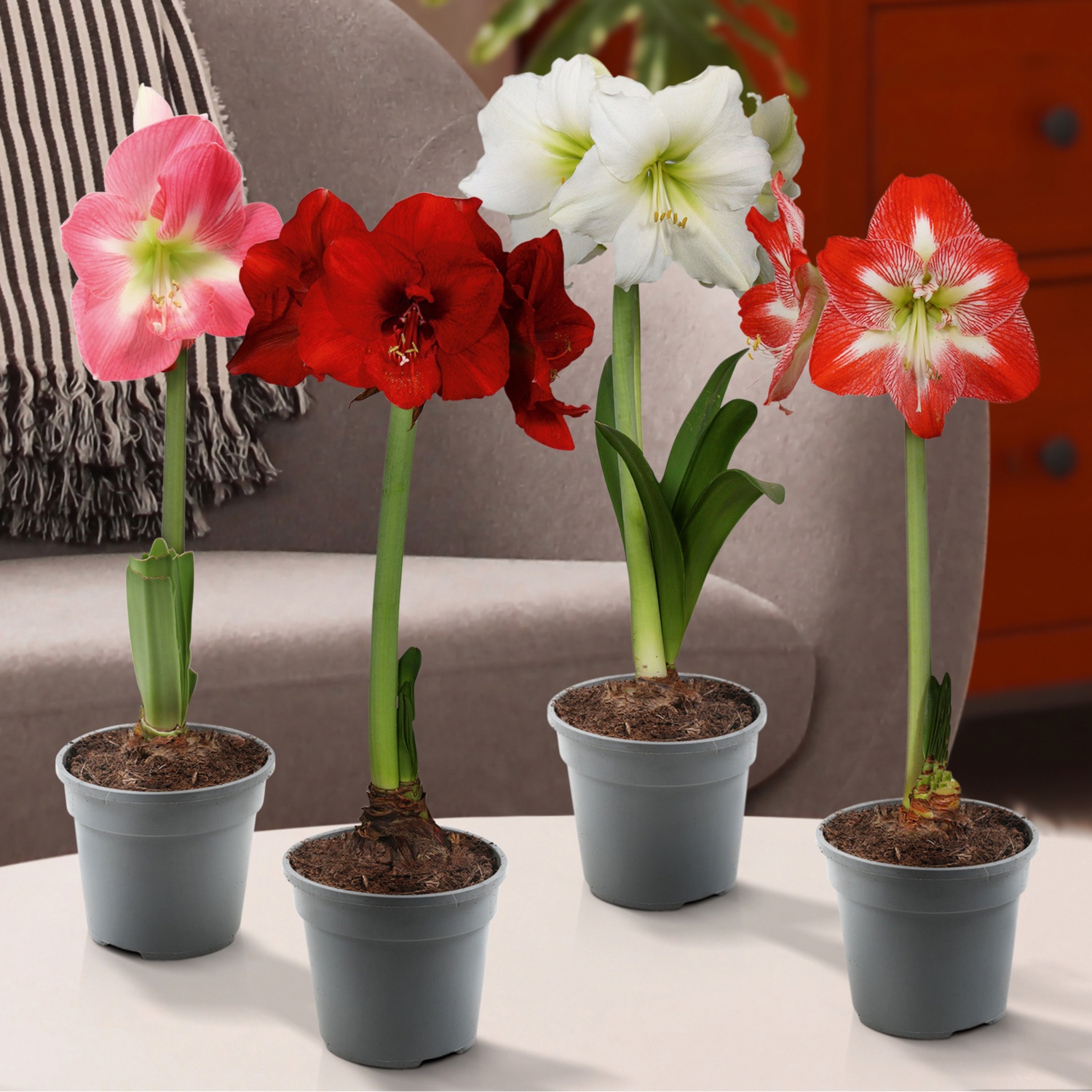 GARDENLINE Amaryllis