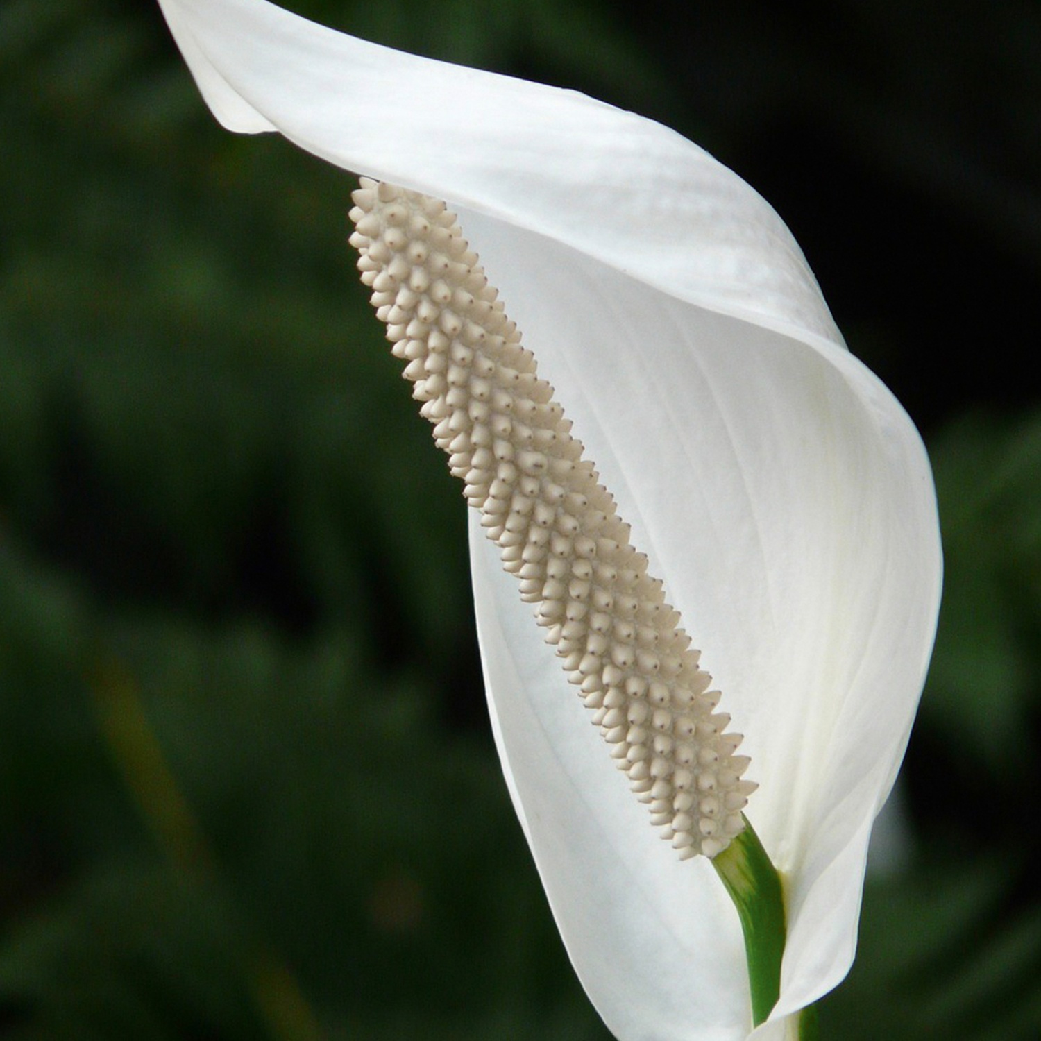 Flamingoblume/Einblatt, Spathiphyllum HOFER