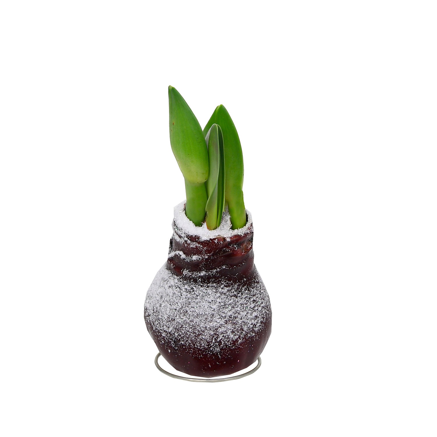 Amaryllis In Wachs – 3er-Set Mit Weihnachtsmotiven, Blüht Ohne Gießen, Perfektes Weihnachtsgeschenk