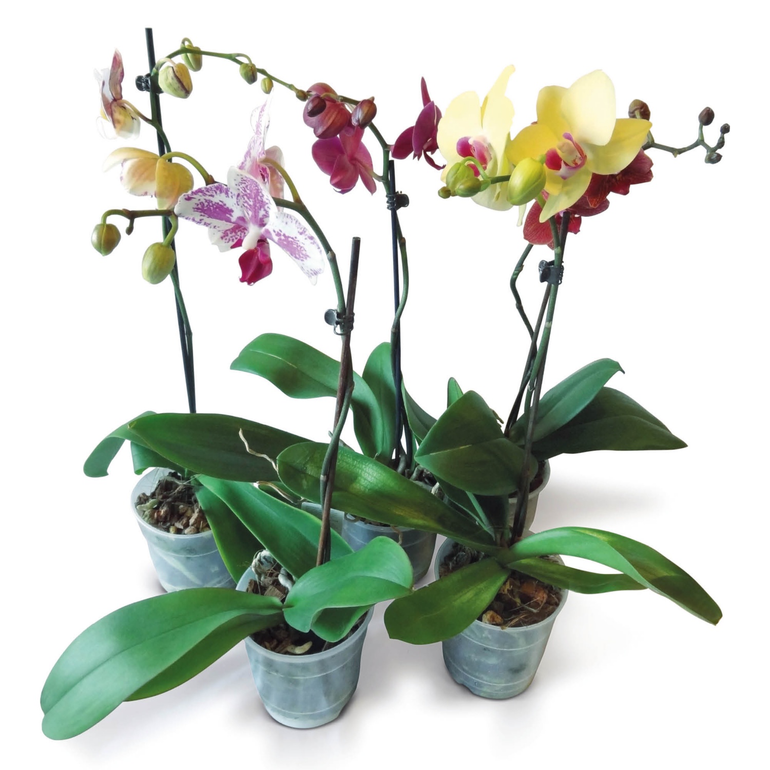 Orchidea | ALDI