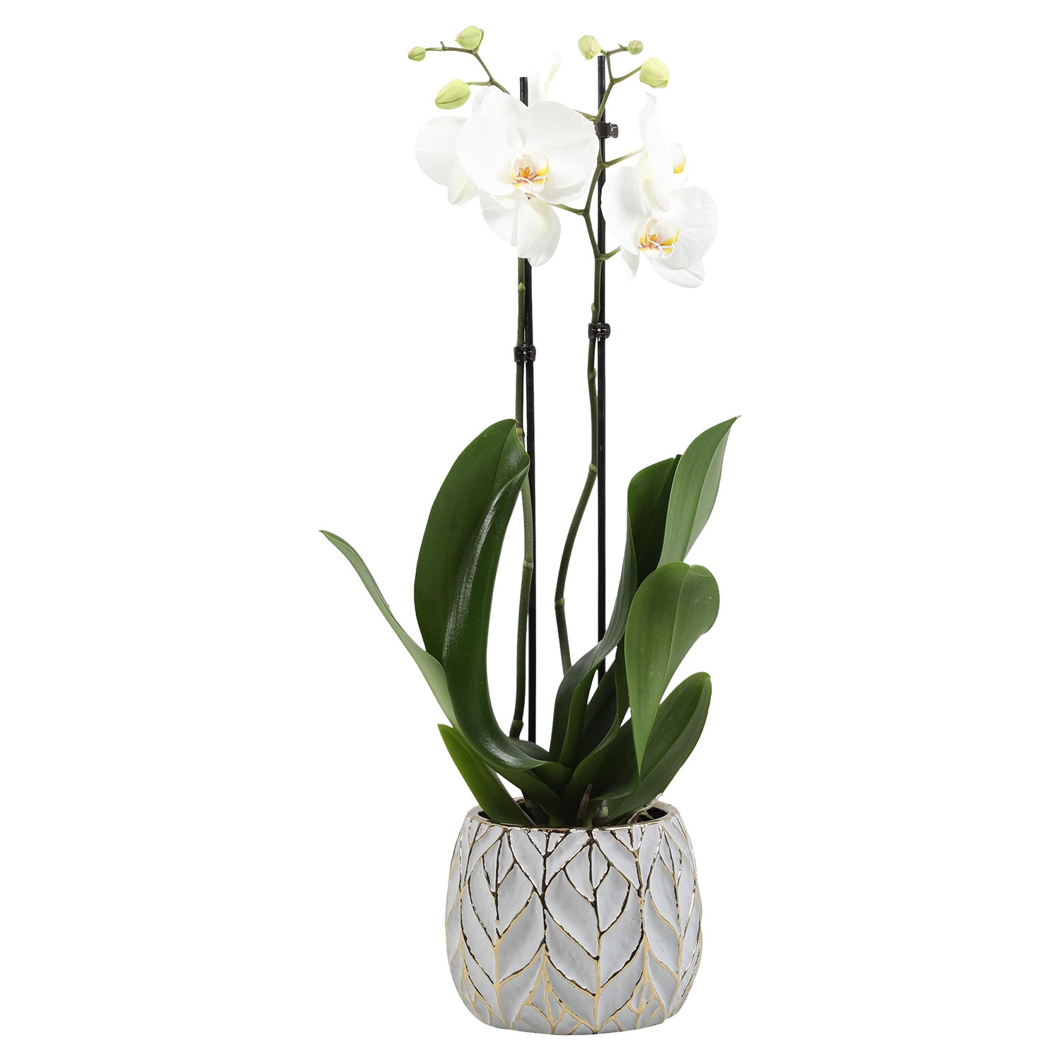 Phalaenopsis / Orchidee im Trendkeramiktopf