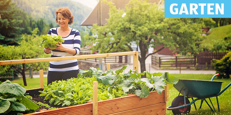 Garten: Frau steht beim Gemüsebeet im Garten mit einem Salat in der Hand