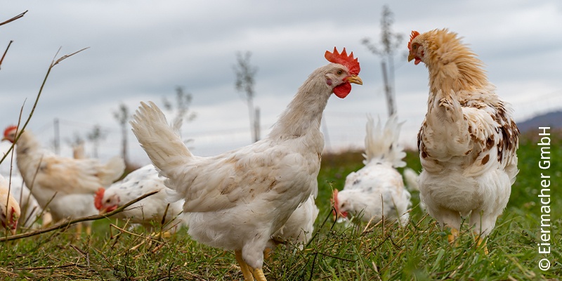 Die Abbildung zeigt mehrere weiße freilaufende Hühner auf einer Wiese.
