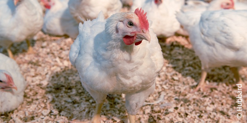 Die Abbildung zeigt ein weißes Huhn.