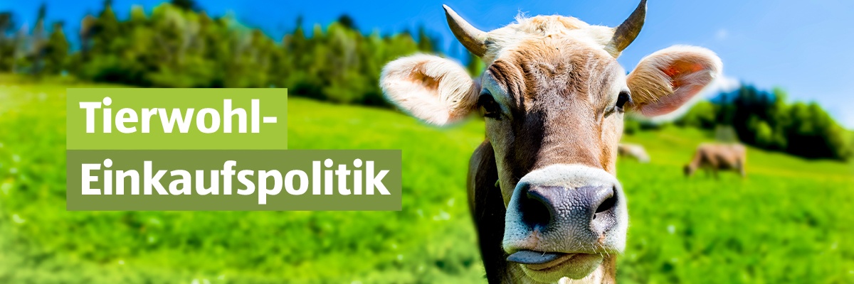 Kuh mit Hörner auf einer grünen Weide