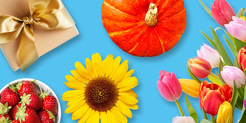 Geschenk mit Schleife, Kürbis, Sonnenblume, Tulpen und Erdbeeren auf blauem Hintergrund.