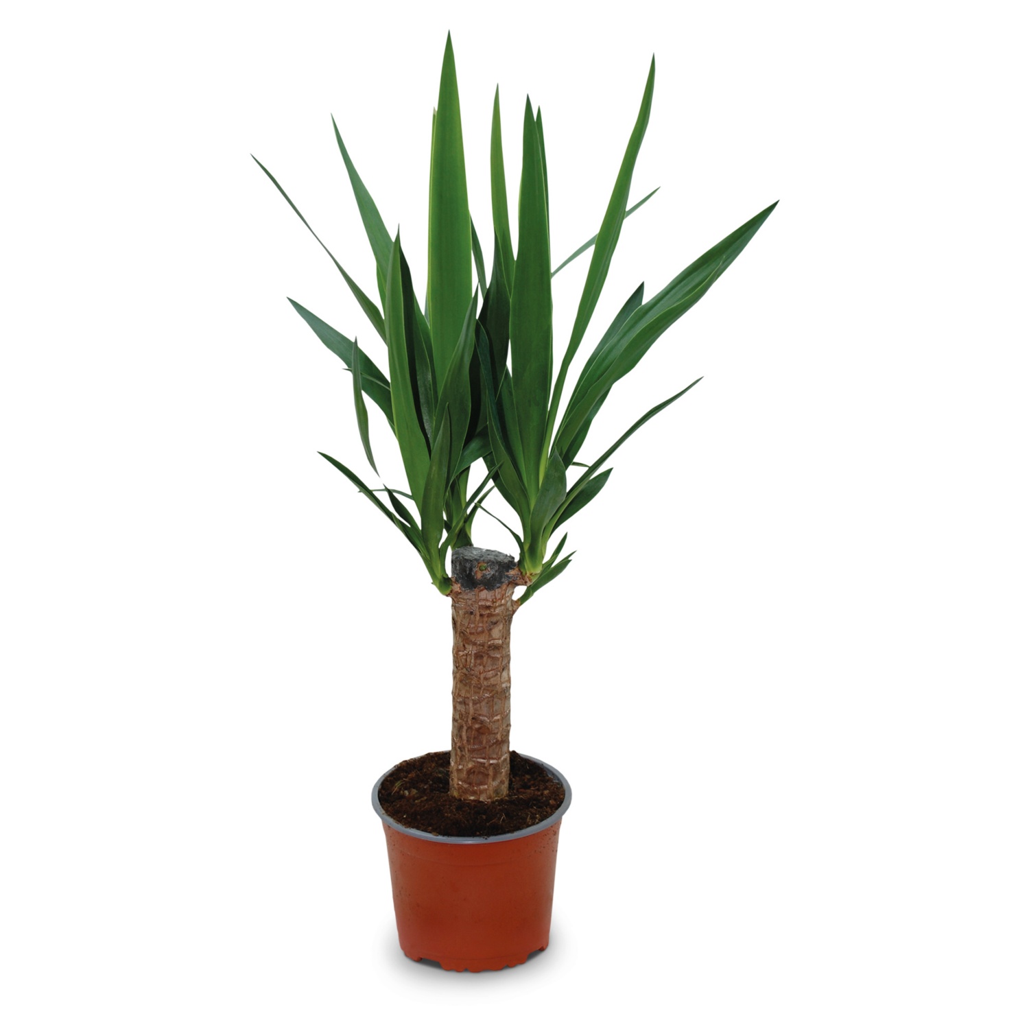 Feng Shui Energiepflanze, Yucca HOFER
