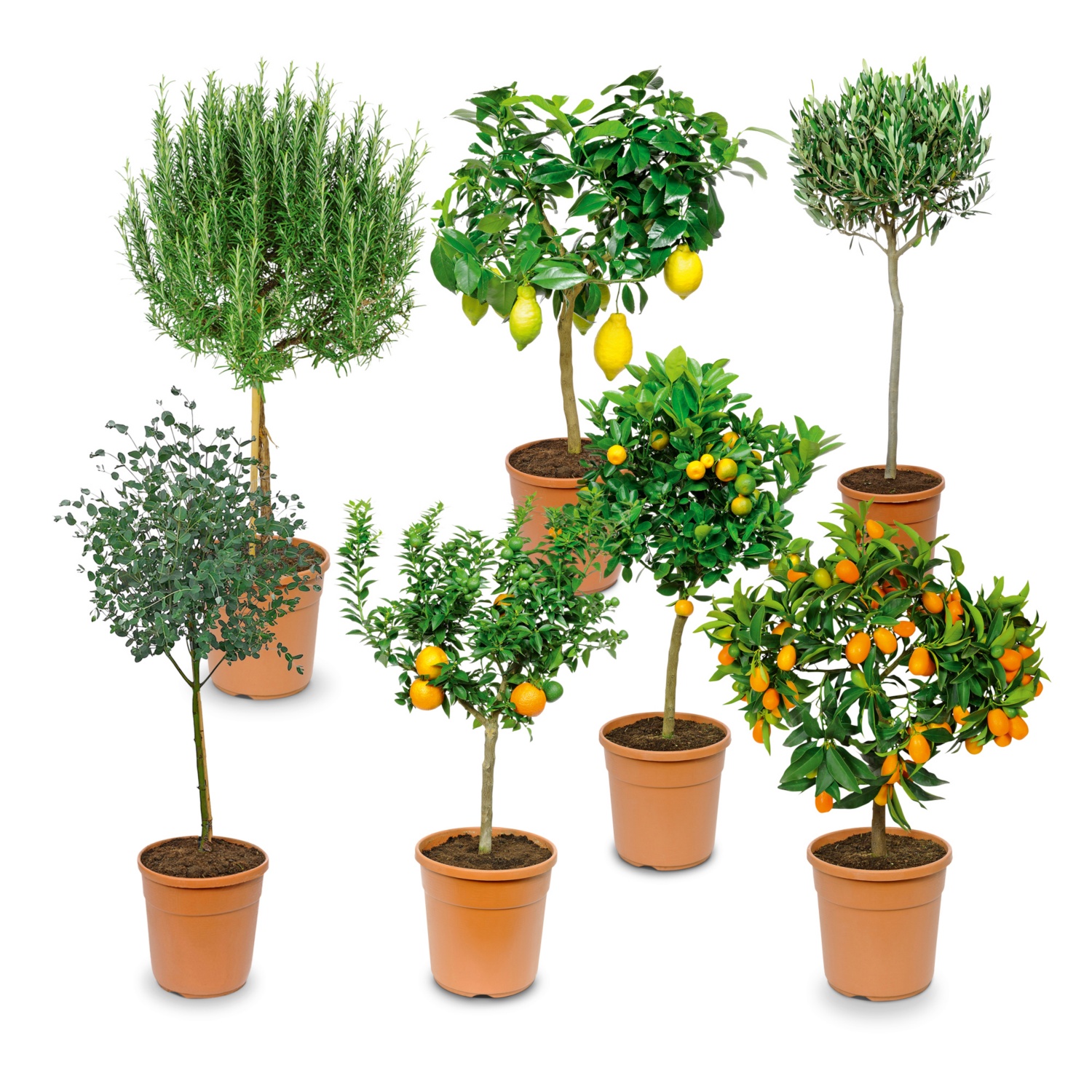 Mediterranes Stämmchen
