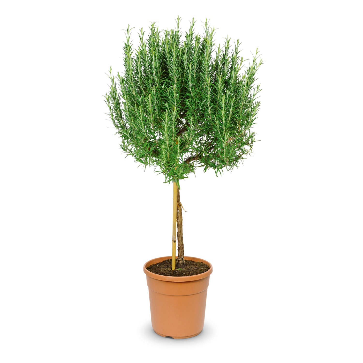 Mediterranes Stämmchen, Rosmarin ALDI SUISSE