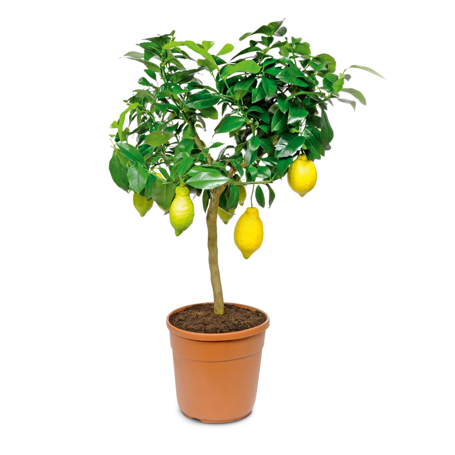 Mediterranes Stämmchen, Zitrone ALDI SUISSE