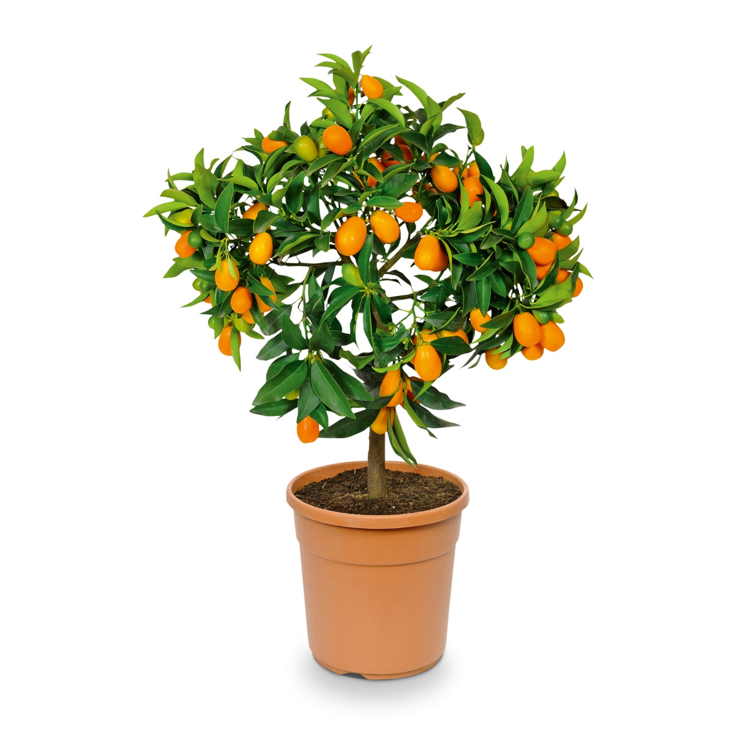 Arbustes méditerranéens, kumquat ALDI SUISSE