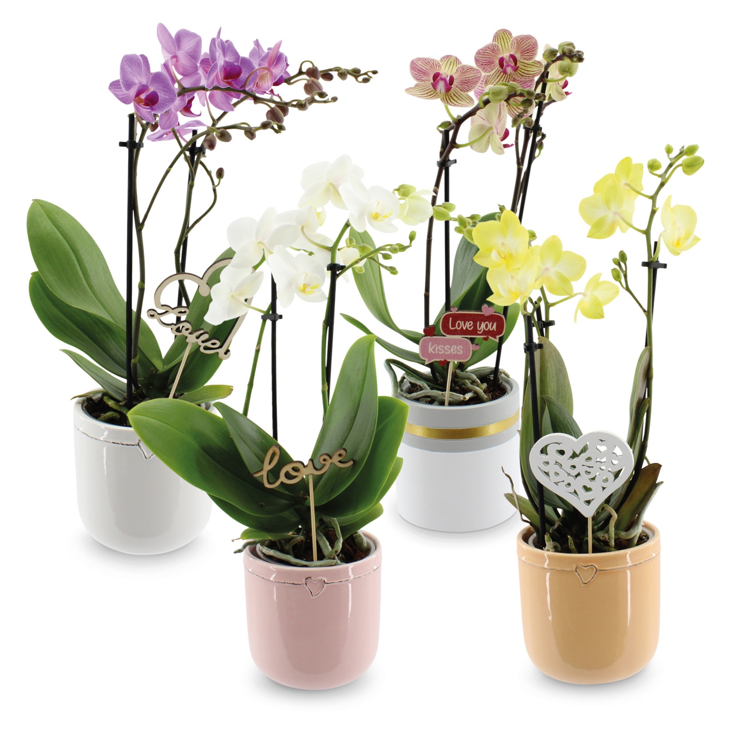 Orchidea multiflora