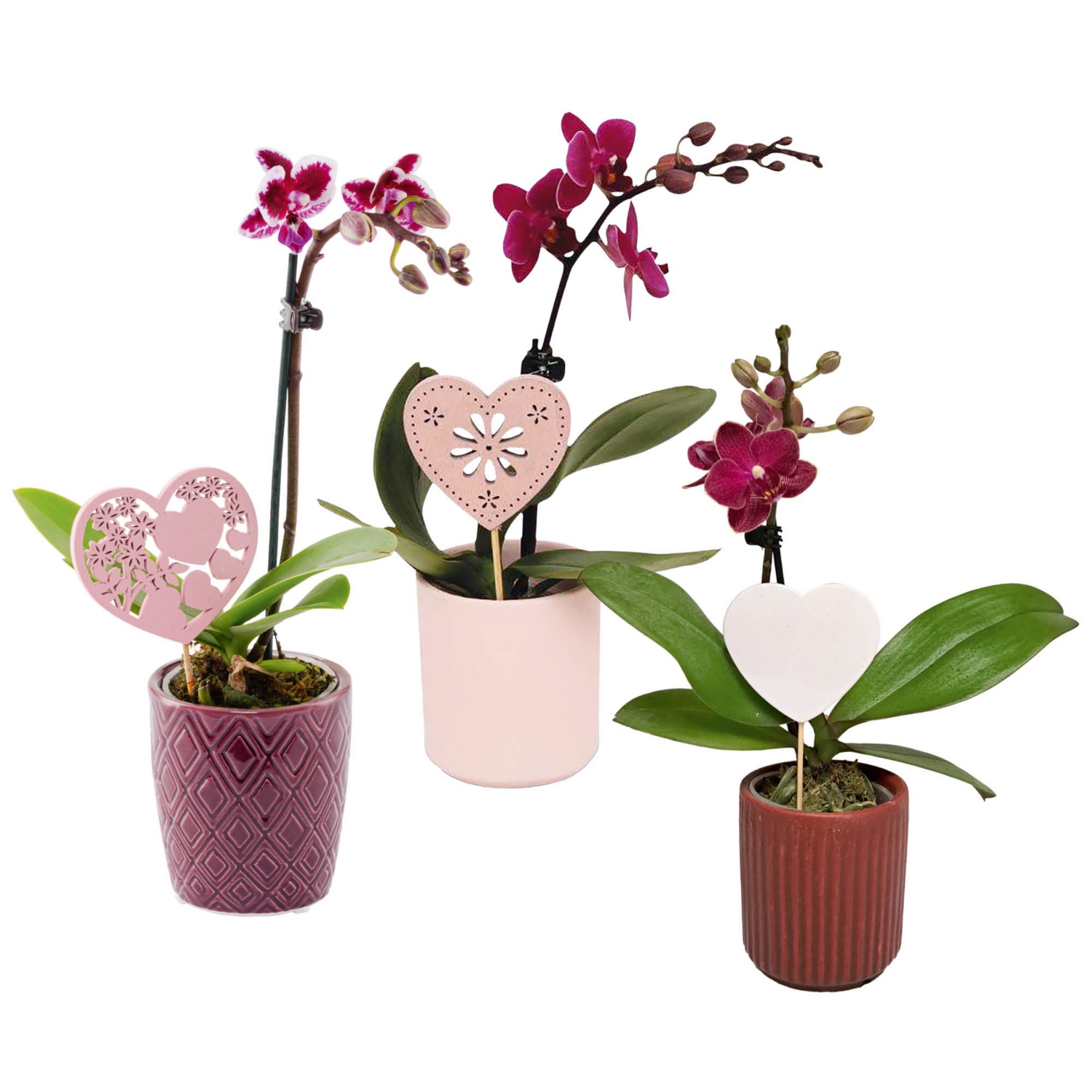 Mini orchidée, mélange de couleurs