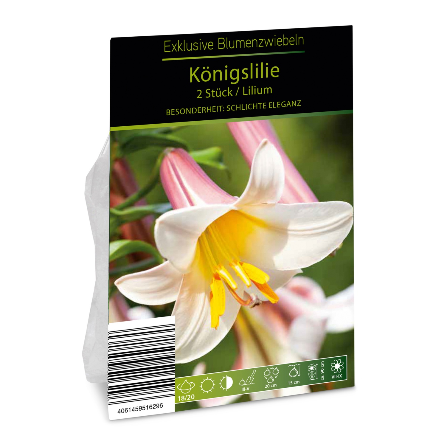 Exklusive Blumenzwiebeln, Königlilie ALDI SUISSE