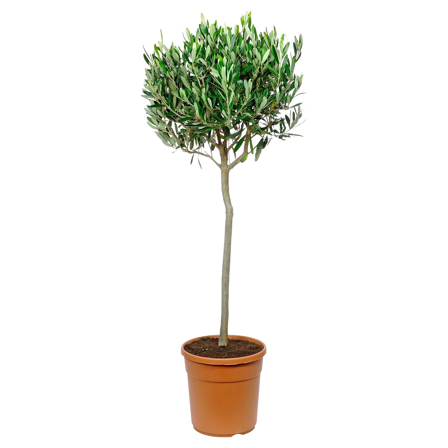 GARDENLINE Mediterrane Stämmchen ALDI SÜD