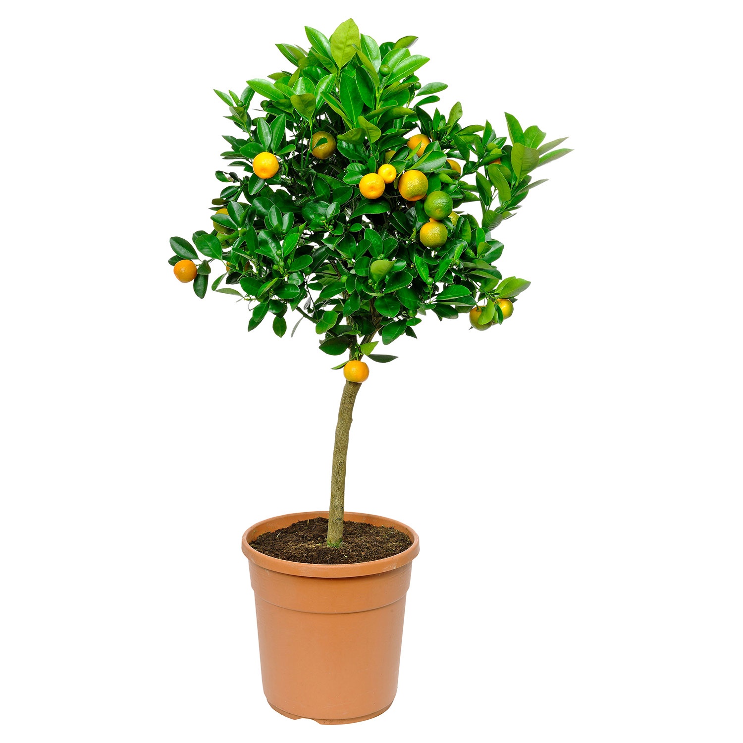 GARDENLINE Mediterrane Stämmchen ALDI SÜD
