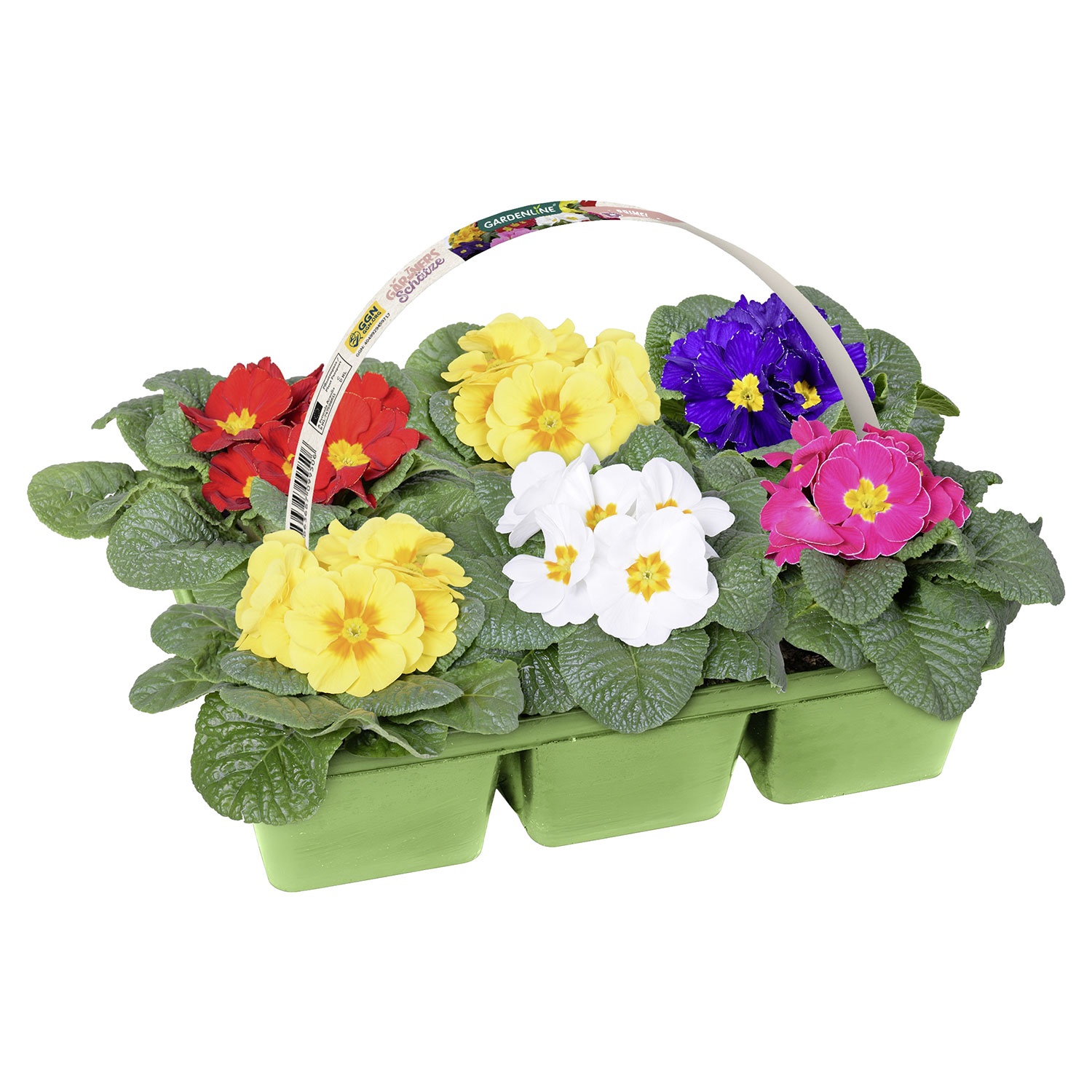 GARDENLINE Primel, 6er Tray ALDI SÜD