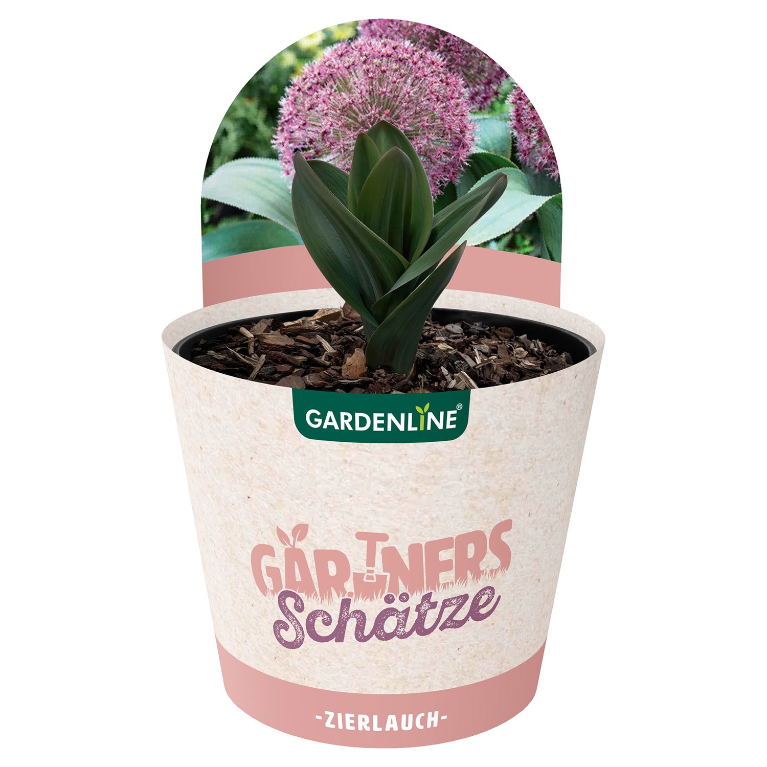GARDENLINE Allium/Zierlauch oder Paeonia/Pfingstrose