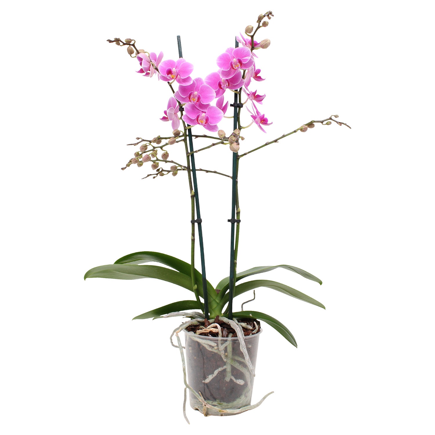 GARDENLINE Orchidee ALDI SÜD