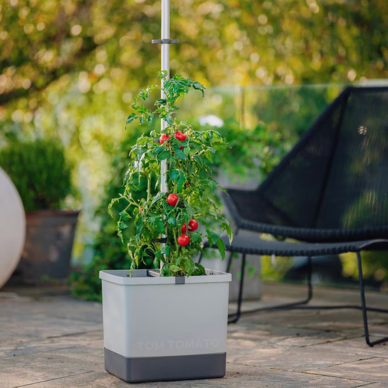 Anzuchtset TOM TOMATO Starterset | ALDI SUISSE