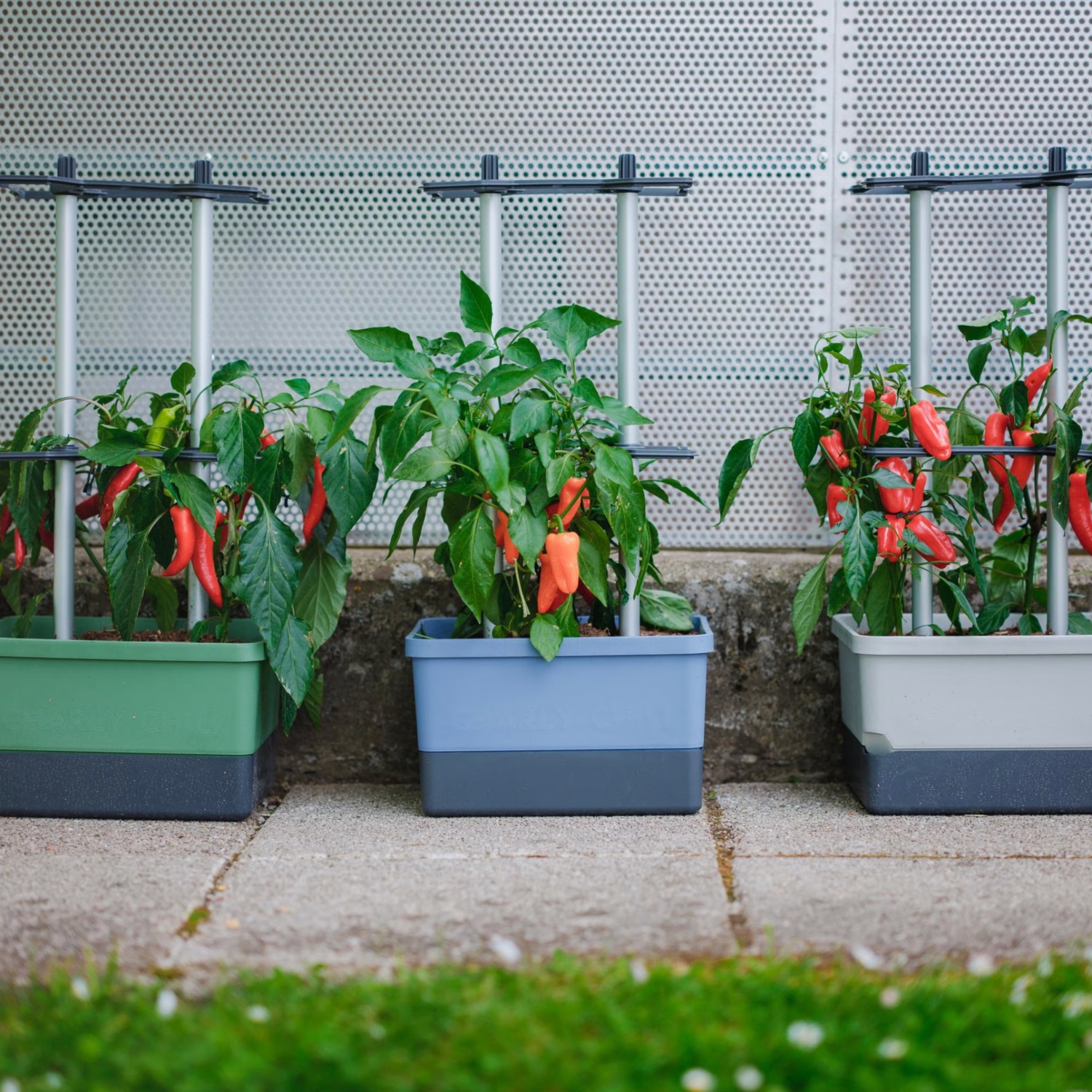 Pflanzentopf CHARLY CHILI Starterset | ALDI SUISSE