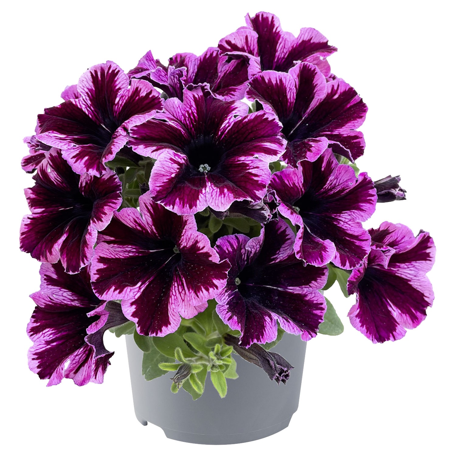 Петуния крейзитуния космик парпл. Петуния crazytunia cosmic purple. Петуния go!tunia cosmic pink. Петуния crazytunia ultra violet. Петуния cosmic purple.