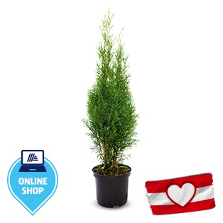 Smaragd Thujen 80cm