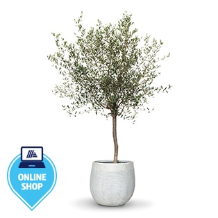 Olivenbaum